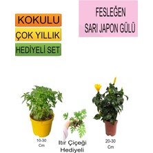 Serada Decor Plant 3'lü Set Fesleğen+ Sarı Japon Gülü+Hediyelik Itır Çiçeği