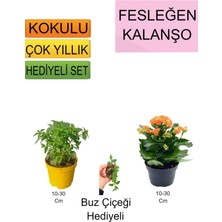 Serada Decor Plant 3'lü Set Fesleğen+Turuncu Kalanşo+Hediyelik Itır Çiçeği