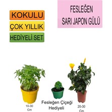 Bitkim Sende 3'lü Set Fesleğen+ Sarı Japon Gülü+Hediyelik Fesleğen Çiçeği