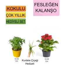 Serada Decor Plant 3'lü Set Fesleğen+ Kırmızı Kalanşo+ Hediyelik Kurdele Çiçeği