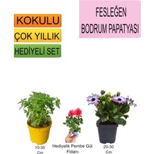 Serada Decor Plant 3'lü Set Fesleğen+Mor Bodrum Papatyası+Hediyelik Pembe Gül Fidanı