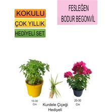 Serada Decor Plant 3'lü Set Fesleğen+Bodur Pembe Begonvil+Hediyelik Kurdele Çiçeği