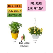Serada Decor Plant 3'lü Set Fesleğen+Askılı Saksılı Sarı Petunya+Hediyelik Buz Çiçeği