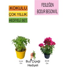 Serada Decor Plant 3'lü Set Fesleğen+Bodur Pembe Begonvil+Hediyelik Buz Çiçeği
