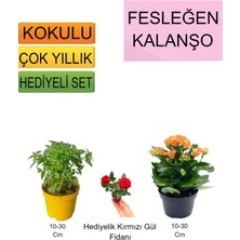 Serada Decor Plant 3'lü Set Fesleğen+Turuncu Kalanşo+Hediyelik Buz Çiçeği