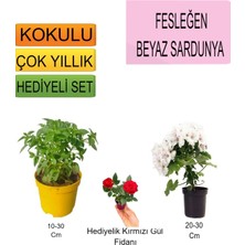 Serada Decor Plant 3'lü Set Fesleğen+Beyaz Sardunya+ Hediyelik Kırmızı Gül Fidanı