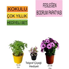 Serada Decor Plant 3'lü Set Fesleğen+Pembe Bodrum Papatyası+Hediyelik Telgraf Çiçeği