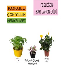 Serada Decor Plant 3'lü Set Fesleğen+ Sarı Japon Gülü+Hediyelik Telgraf Çiçeği