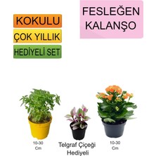 Serada Decor Plant 3'lü Set Fesleğen+Turuncu Kalanşo+Hediyelik Kırmızı Gül Fidanı