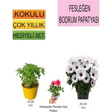 Serada Decor Plant 3'lü Set Fesleğen+ Bodrum Papatyası+ Hediyelik Pembe Gül Fidanı