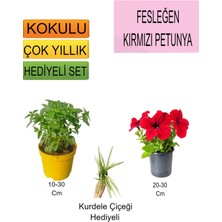 Serada Decor Plant 3'lü Set Fesleğen+Kırmızı Petunya+ Hediyelik Kurdele Çiçeği