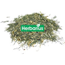 Herbarius Kırkkilit Otu - At Kuyruğu 100 gr (Horsetail Herb)