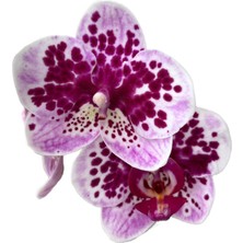 Betonish - Phalaenopsis 'El Salvador' (Mor Orkide)