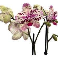 Betonish - Phalaenopsis 'Frontera' (Pembe Orkide)