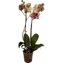 Betonish - Phalaenopsis 'Frontera' (Pembe Orkide)