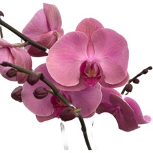 Betonish - Phalaenopsis 'Kumi' (Pembe Orkide)