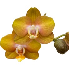 Betonish - Phalaenopsis 'Las Vegas' (Sarı Orkide)