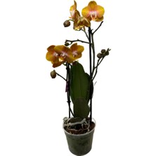 Betonish - Phalaenopsis 'Las Vegas' (Sarı Orkide)