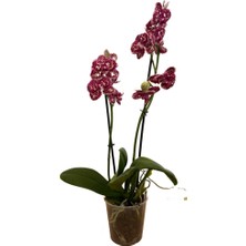 Betonish - Phalaenopsis 'Wild Cat' (Bordo Orkide)