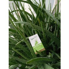 Europe Vital Aloe Vera Yağı 10ML %100 Saf