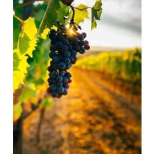 Doğaşık 1 Adet Sağlıklı ve Lezzetli Kalecik Karası Üzümler Için Fidan 2 Yaş Tüplü