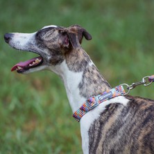 Chadconnelly Büyük ve Orta Boy Köpekler Için Evcil Hayvan Malzemeleri Evcil Hayvan Tasmaları (Yurt Dışından)