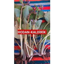 Nutyen 1 Kilo Hodan-Kaldirik-Ispıt Otu Açık Kök