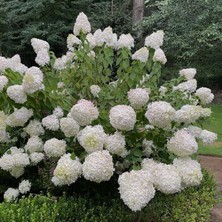 e-fidancim Soğuklara Dayanıklı Hydrangea Anomala Silver Dollar Ortanca Fidanı