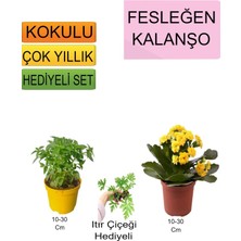 Bitkim Sende 3'lü Set Fesleğen+Sarı Kalanşo+Hediyelik Itır Çiçeği