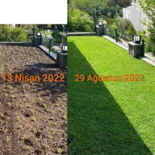 Bahçem Elit Zoysia Japonica Çim Fidesi 16 M2 Için 252 Adet 84'lük viol