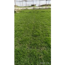 Bahçem Elit Zoysia Japonica Çim Fidesi 27 M2 Için 432 Adet 72 lik viol