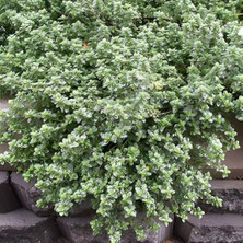 Bilgarden Yayılıcı Silver Queen Gümüşi  Aromatik Kekik Fidesi (2 Adet)