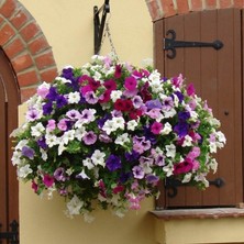 Bilgarden Potunia Plus Serisi Mixed Petunya Fidesi (5 Adet)