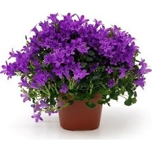 Önderler Begonvil Fidanı Sarmaşığı