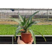 Elit Ananas Fidanı Saksıda 1 Adet