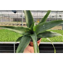 Elit Ananas Fidanı Saksıda 1 Adet