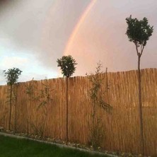 Özgazi 2 Metre x 5 Metre Doğal Hasır Kamış Balkon Çiti Bahçe Çiti Gölgelik Dekorasyon