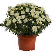 Karla Botanik Beyaz Açelya Orman Gülü Azalea