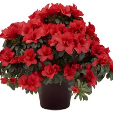 Karla Botanik Kırmızı Açelya Orman Gülü Azalea