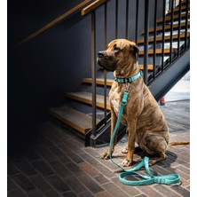Max & Molly 2.0 Köpek Gezdirme Kayışı - Turquoise (S)