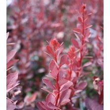 Ozozturk Berberis Thunbergii Red Rocket (Red Roket Kadıntuzluğu) 25-40 cm