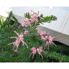 Ozozturk Gravilla ( Grevillea Cherry Cluster ) 70-100 cm