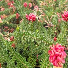 Ozozturk Gravilla ( Grevillea Cherry Cluster ) 70-100 cm