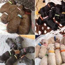 Shanhua Shop 15 Adet Tarzı Uppy Köpek Kimlik Tasmaları Yenidoğan Evcil Hayvanlar Için Ayarlanabilir Yumuşak Köpek Yavrusu Tasmaları Köpek Tasmaları (Yurt Dışından)