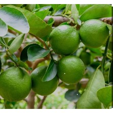Aydoğdu Tahiti Lime Içi Dışı Yeşil Bol Sulu Limon Fidanı
