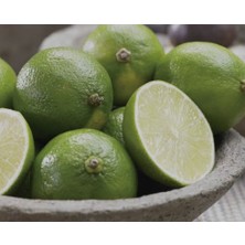 Aydoğdu Tahiti Lime Içi Dışı Yeşil Bol Sulu Limon Fidanı