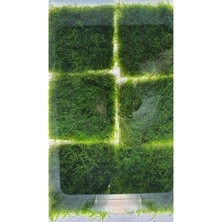 Aydın Akvaryum Christmas Moss Tele Sarılı 5 x 5 cm Yeni Sarım