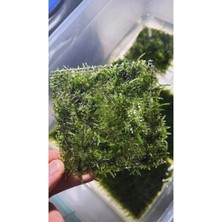 Aydın Akvaryum Christmas Moss Tele Sarılı 5 x 5 cm Yeni Sarım