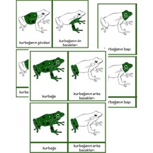 Ada Montessori Montessori Kurbağanın Kısımları 3 Aşamalı Kart