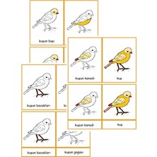 Ada Montessori Montessori Kuşun Kısımları 3AŞAMALI Kartları